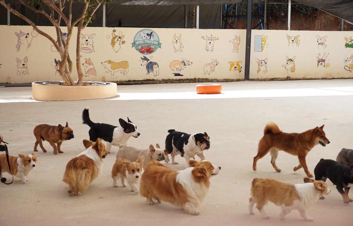 Dog daycare and boarding work by DAILY WAG!